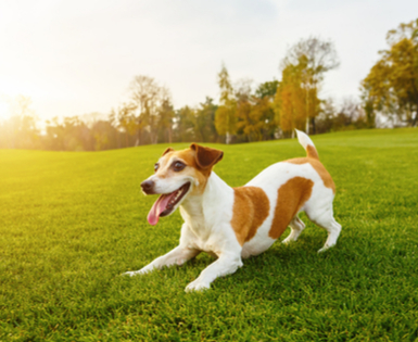 Learn More about Union Plus Pet Insurance