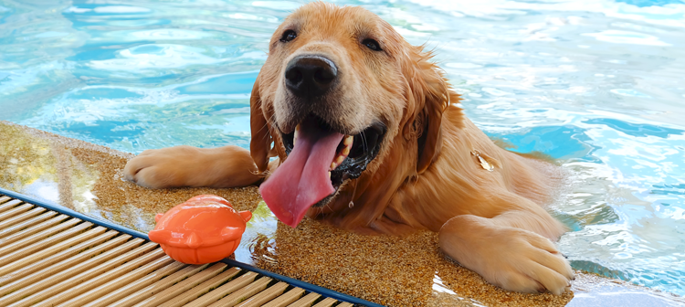 Happy dog in the water