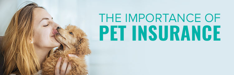 Pet Insurance 