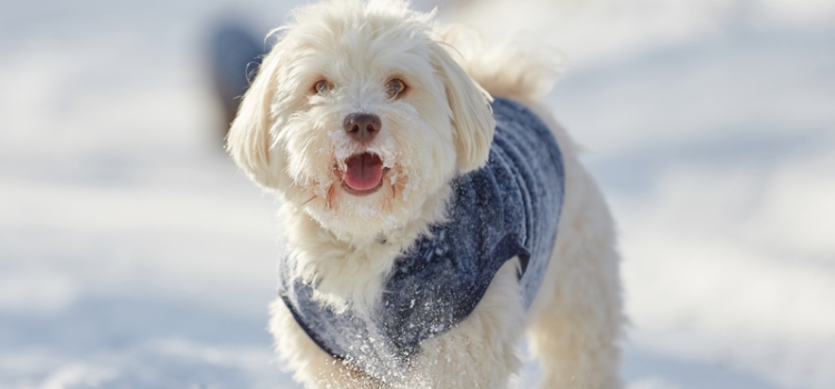 Happy dog in the snow