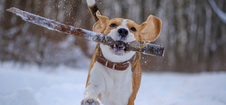 Dog Playing in Snow