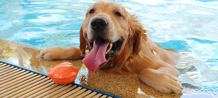 Two Summer Water-Related Hazards for Pets