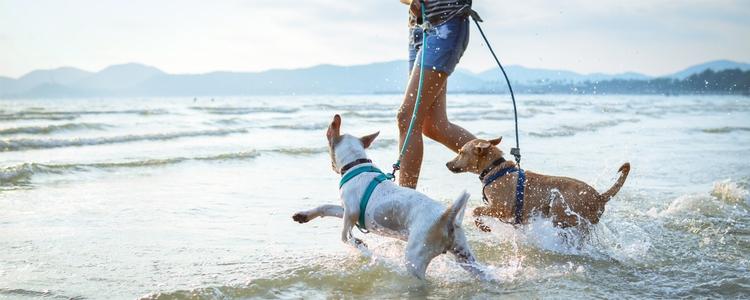 Eight Activities To Do With Your Pet This Summer While Social Distancing