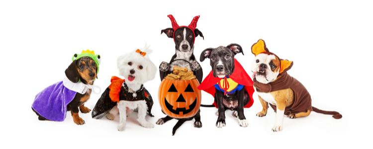 Pets and Halloween: Tips to Keep Your Pets Safe