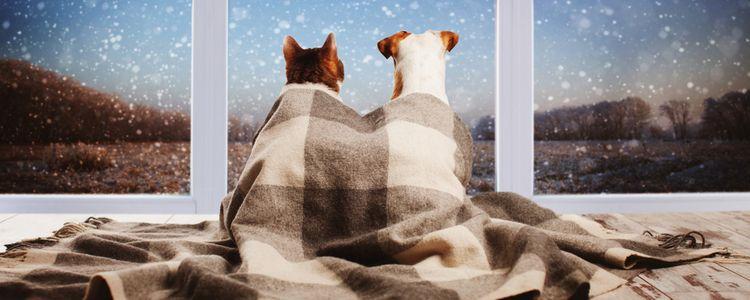 Four Winter Safety Habits for Pet Owners