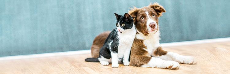 Flea and Tick Prevention for Dogs and Cats